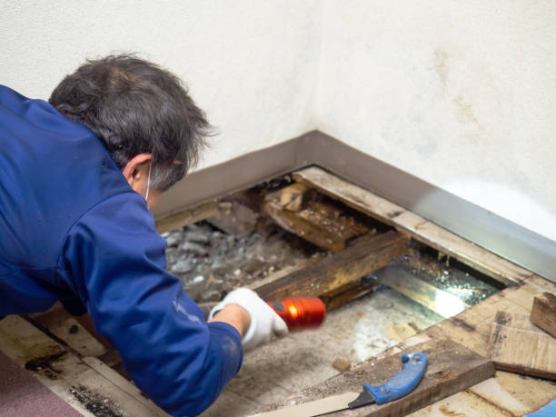 Best Same-Day Mold Removal  in Lynchburg, MS
