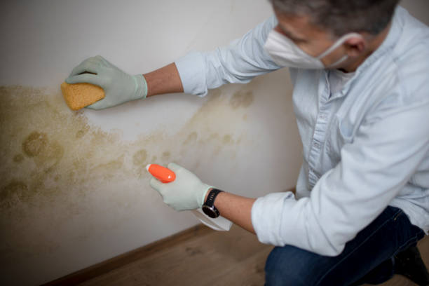 Reliable Lynchburg, MS Mold Removal Solutions