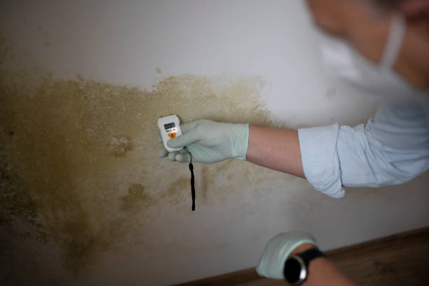 Best Mold Damage Repair  in Lynchburg, MS