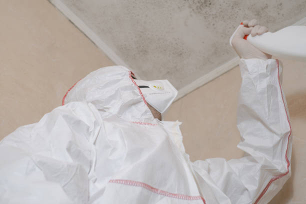 Trusted Lynchburg, MS Mold Removal Experts
